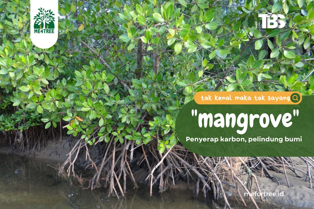 Mangrove, Penyerap karbon, pelindung bumi